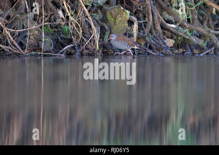 Wasser-Schiene (Rallus Aquaticus) Stockfoto