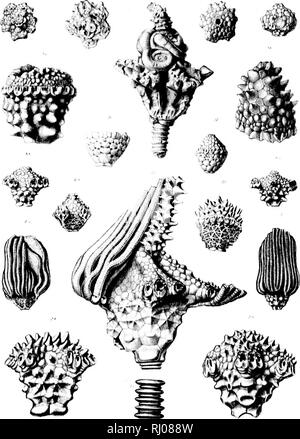 . Die Nordamerikanischen Crinoidea Camerata [microform]. , Fossile Crinoidea; Crinoïdes Fossilien. . Bitte beachten Sie, dass diese Bilder sind von der gescannten Seite Bilder, die digital für die Lesbarkeit verbessert haben mögen - Färbung und Aussehen dieser Abbildungen können nicht perfekt dem Original ähneln. extrahiert. Wachsmuth, Charles, 1829-1896; Springer, Frank, 1848-1927. [Cambridge, Mass. ]: Gedruckt für das Museum Stockfoto