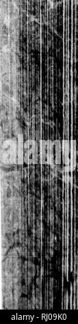 . Anhang zum Kapitän Parry's Journal eine zweite Reise [microform]: Für die Entdeckung einer Nord-West-Passage vom Atlantik bis zum Pazifik, in seine Schiffe Fury und Hecla Majestät in den Jahren 1821-22-23. Wissenschaft; Botanik; Wissenschaft; Botanique. !' Ij'. lit. Bitte beachten Sie, dass diese Bilder sind von der gescannten Seite Bilder, die digital für die Lesbarkeit verbessert haben mögen - Färbung und Aussehen dieser Abbildungen können nicht perfekt dem Original ähneln. extrahiert. Parry, William Edward, Sir, 1790-1855. London: J. Murray Stockfoto