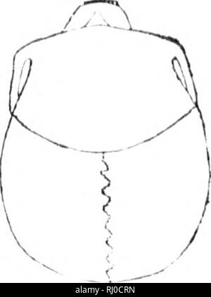 . Norbert Müller americana - oder, um einen vergleichenden Blick auf die Schädel der verschiedenen Nationen der Ureinwohner Nord- und Südamerika [microform]: Das ist ein Essay über die Sorten der menschlichen Spezies vorangestellt. Craniology; Indianer Südamerikas; Craniologie; Indiens; Indiens. m Der CIIINOUKS. 207 Die i'lHvliL' iul ist eine Belastung; Li (. Linie t'ruiii (lie Nase lo (| k; tTowii ipI 'tin, 'Iioad." * Tlicy arc ri" prcsciili würde als ein mildes und peacialilo iivc wlio; Menschen, die in der vergleichenden iiaj) Kiefern. s. Es ist auch in der Nähe der Quellen des Columbia River ein Stamm noch unter dem Namen ul'Klatheads., die Lon^ Sünde genannt Stockfoto