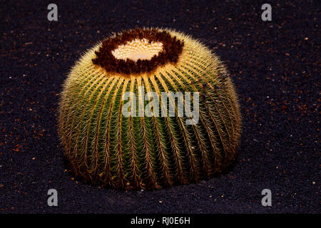 Vulkanlandschaft von Lanzarote. Garten von Cactus.Kanarische Inseln, Spanien Stockfoto