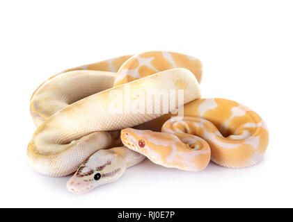 Royal pythons vor weißem Hintergrund Stockfoto