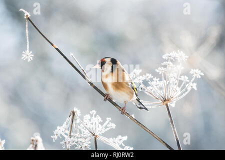 - Stieglitz Carduelis carduelis - im Winter das Hocken auf einem schönen Frost bedeckt fennel Pflanze - Schottland, Großbritannien Stockfoto