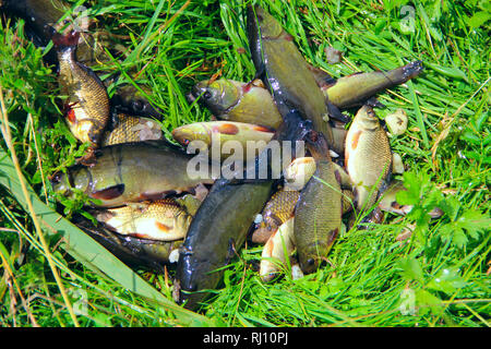 Schleie und Karauschen gefangen auf grünem Gras. Erfolgreich angeln. Reichen Fang von Fischen. Glück Angeln. Gefangene Fische nach Glück Angeln Stockfoto