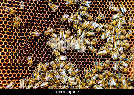 Schwarm von Bienen auf wabe Frames in Bienenhaus Stockfoto