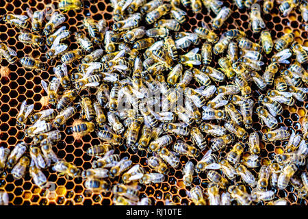 Schwarm von Bienen auf wabe Frames in Bienenhaus Stockfoto
