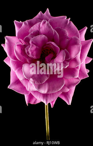 rosa rose Makro Stockfoto