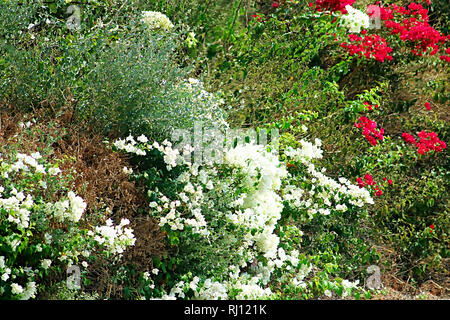 Weiße und rote Blume Teppich auf der Seite der Straße, Israel Stockfoto