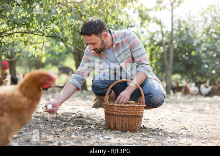 Mitte der erwachsene Mann Eier sammeln im Korb auf dem Feld am Bauernhof Stockfoto