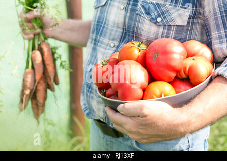 Mittelteil der Bauer Holding Bio Tomaten und Karotten am Bauernhof Stockfoto