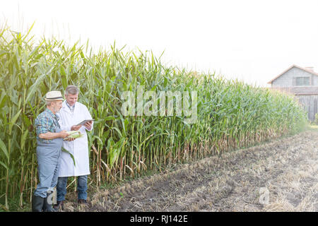 Landwirt und Verwendung digitaler Tablet, bei der Maisernte auf der Farm Wissenschaftler Stockfoto