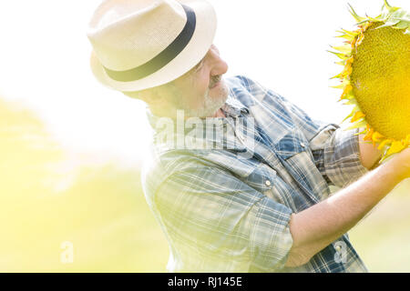 Senior Bauer auf Sonnenblumen Pflanze, die in der Farm suchen Stockfoto