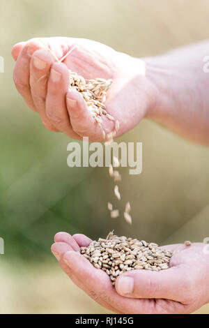 Zugeschnittenes Bild von Bauer Holding Körner am Bauernhof Stockfoto