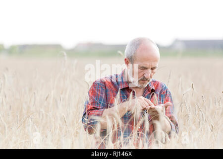 Senior Bauer Prüfung Weizen auf der Farm Stockfoto