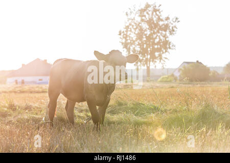 Kuh auf der Wiese am Bauernhof während der sonnigen Tag Stockfoto