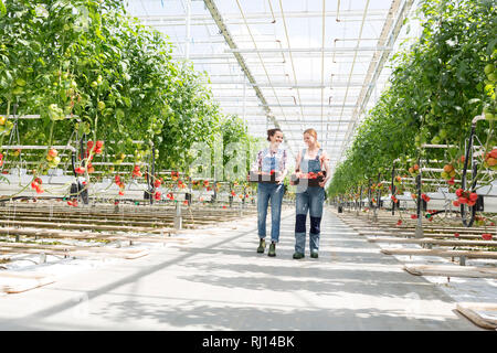 Mitarbeiter, die Tomaten in Kiste beim Gehen im Gewächshaus Stockfoto