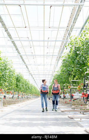 Mitarbeiter mit Tomaten in Kiste walking im Gewächshaus Stockfoto