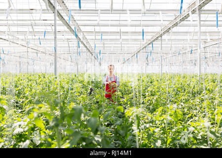 Junge Gärtner steht man inmitten Pflanzen während der Ernte im Gewächshaus Stockfoto