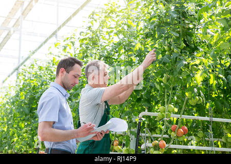 Supervisor, Bericht, während Bauer mit Tomaten im Gewächshaus Stockfoto