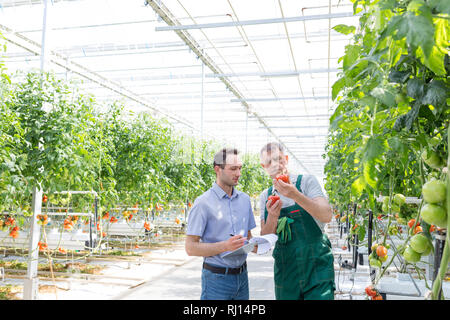 Supervisor und Landwirt Prüfung Tomaten im Gewächshaus Stockfoto