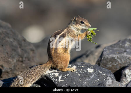 Barbary Erdhörnchen (Atlantoxerus Getulus) in Fuerteventura Spanien Stockfoto