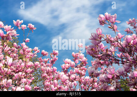 Pink Magnolia Blossom im Frühjahr. Schöne Blumen unter einem blauen Himmel mit flauschigen Wolke an einem sonnigen Tag. Wunderbare Natur Hintergrund Stockfoto