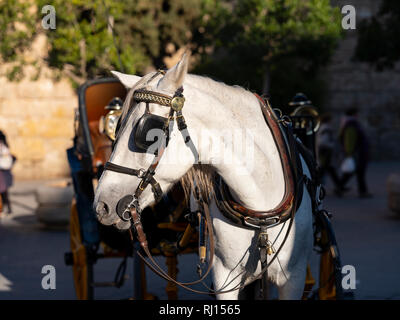 Reiten und Kutschfahrten rund um Sevilla Spanien Stockfoto