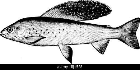 . Amerikanische Fische [microform]: Eine populäre Abhandlung über das Spiel und das Essen Fische in Nordamerika, mit besonderer Bezugnahme auf die Gewohnheiten und die Methoden der Erfassung. Fische; Angeln; Poissons; Pêche sportive. . Bitte beachten Sie, dass diese Bilder sind von der gescannten Seite Bilder, die digital für die Lesbarkeit verbessert haben mögen - Färbung und Aussehen dieser Abbildungen können nicht perfekt dem Original ähneln. extrahiert. Goode, G. Brown (George Brown), 1851-1896. Boston: Estes und Lauriat Stockfoto