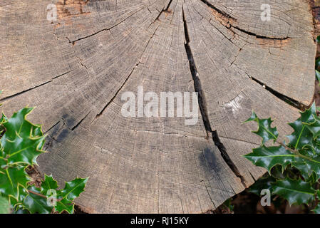 Holz Textur Hintergrund mit englischen Holly Blätter Stockfoto