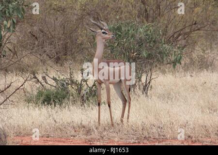 Gerenuk Tsavo Ost Nationalpark Kenia Stockfoto