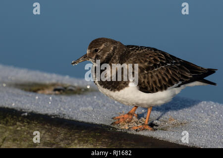 Turnstone im Winter Gefieder Stockfoto