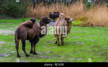 Gruppe der baktrischen Kamele zusammen auf einer Weide, diverse Farben, domestizierte Tiere aus Asien Stockfoto