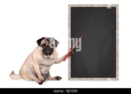 Ernsthafte mops Welpe Hund sitzt neben leeren Tafel anmelden, halten roten Zeiger, auf weißem Hintergrund Stockfoto