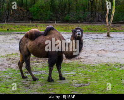 Porträt eines braunen baktrischen Kamel in einer Weide, domestizierten Tierarten aus Asien Stockfoto