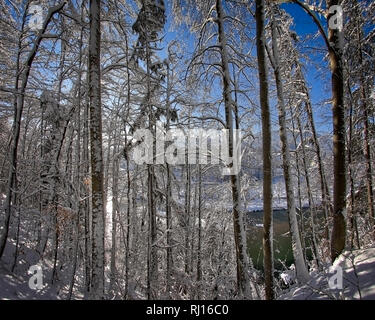 DE - Bayern: Winterliche Wälder entlang der Isar in Bad Tölz (HDR-Bild) Stockfoto