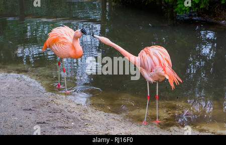 Zwei chilenische Flamingos, dominante und aggressive Verhalten, tierische Verhaltensweisen, tropische Vögel aus Amerika Stockfoto