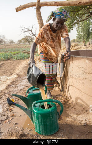 La-toden Dorf, yako Provinz, Burkina Faso. Eine Frau füllt Ihren Gießkanne ihre Zwiebeln in ihrem Dorf den Garten zu bewässern. Stockfoto