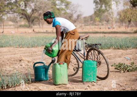 La-toden Dorf, yako Provinz, Burkina Faso. Abzeta Sourgou, 24, Mutter von 2, Tränken ihr Zwiebeln in ihrem Markt Garten. Sie verwendet ein Fahrrad Wasser aus einem Brunnen, die noch Wasser zu Ihrem Grundstück hat zu tragen. Stockfoto
