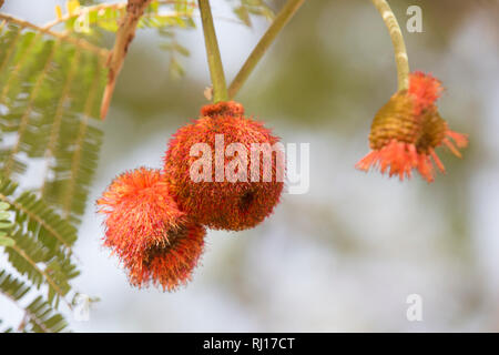 La-toden Dorf, yako Provinz, Burkina Faso. Frucht des Dawadawa Baum. Stockfoto