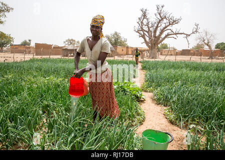 La-toden Dorf, yako Provinz, Burkina Faso. Women's kleine Haushalt Garten und in der Nähe ihrer Häuser. Die Brunnen sind hier tiefer und Nicht trocken laufen. Die Frauen sind wachsende Zwiebeln für den eigenen Gebrauch und auf dem Markt zu verkaufen. Stockfoto