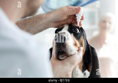 Nahaufnahme der Arzt gießen Augentropfen in der Hund Auge an der Tierärztlichen Klinik Stockfoto