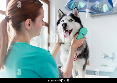 Arzt untersuchen Husky Hund mit Ausrüstung an Tierärztlichen Klinik Stockfoto