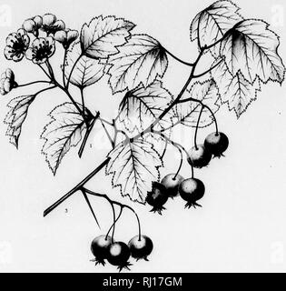 . Die Silva von Nordamerika [microform]: Eine Beschreibung der Baum, natürlich in Nordamerika exklusive von Mexiko wächst. Bäume; Bäume; Arbres; Arbres. Silva oi' Nord Amnnca. TaLb. DCXLVm.. ; Il. Bitte beachten Sie, dass diese Bilder sind von der gescannten Seite Bilder, die digital für die Lesbarkeit verbessert haben mögen - Färbung und Aussehen dieser Abbildungen können nicht perfekt dem Original ähneln. extrahiert. Sargent, Charles Sprague, 1841-1897; Faxon, Charles Edward, 1846-1918. Boston; New York: Houghton Mifflin, Stockfoto