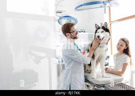 Tierarzt Prüfung Husky durch stehendes Mädchen an der Klinik Stockfoto