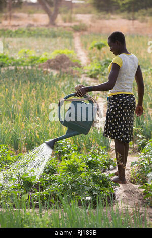 Samba Dorf, yako Provinz, Burkina Faso; Rose Zounoli, Bewässerung Market Garden plot ihrer Mutter obergine Pflanzen. Stockfoto