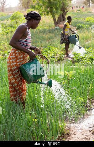 Samba Dorf, yako Provinz, Burkina Faso; Mitglieder des Marktes Gartenbewässerung und ihre Handlungen neigen. Stockfoto