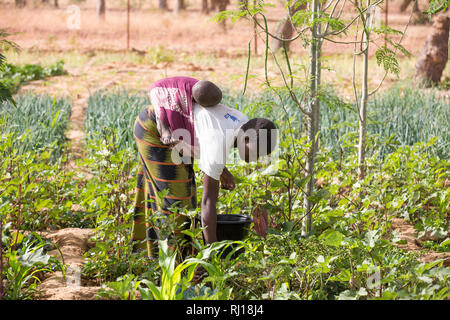 Samba Dorf, yako Provinz, Burkina Faso: Collette Guiguemde in ihres Mannes Markt garten arbeiten, Ernten okra. Stockfoto