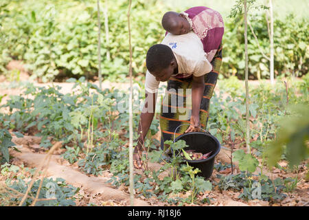 Samba Dorf, yako Provinz, Burkina Faso: Collette Guiguemde in ihres Mannes Markt garten arbeiten, Ernten okra. Stockfoto