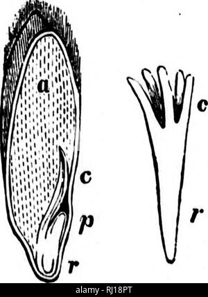 . Klasse - das Buch der Botanik [microform]: die Umrisse der Strukturen, Physiologie, und Klassifizierung der Pflanzen: Mit einem Flora von den Vereinigten Staaten und Kanada. Botanik; Botanik; Pflanzen; pflanzen; Botanique; Botanique; Plantes; Botanique. . Bitte beachten Sie, dass diese Bilder sind von der gescannten Seite Bilder, die digital für die Lesbarkeit verbessert haben mögen - Färbung und Aussehen dieser Abbildungen können nicht perfekt dem Original ähneln. extrahiert. Holz, Alphonso, 1810-1881. New York; Cincinnati: American Book Co. Stockfoto