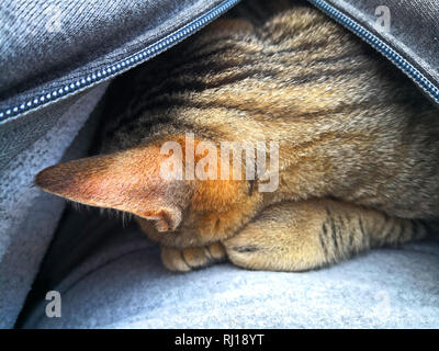 Braune Katze schläft versteckt sich in der grauen Jacke, Makro Stockfoto